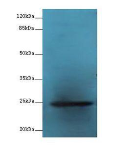 GH2 Antibody - Western blot. All lanes: GH2 antibody at 16 ug/ml+ Mouse Skeletal muscle tissue Goat polyclonal to rabbit at 1:10000 dilution. Predicted band size: 25 kDa. Observed band size: 25 kDa.