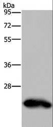 GH2 Antibody - Western blot analysis of Human placenta tissue, using GH2 Polyclonal Antibody at dilution of 1:500.