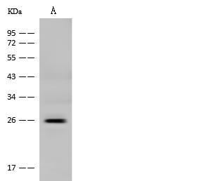 GH2 Antibody - Anti-GH2 rabbit polyclonal antibody at 1:500 dilution. Lane A: H1299 Whole Cell Lysate. Lysates/proteins at 30 ug per lane. Secondary: Goat Anti-Rabbit IgG (H+L)/HRP at 1/10000 dilution. Developed using the ECL technique. Performed under reducing conditions. Predicted band size: 25 kDa. Observed band size: 25 kDa.