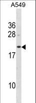 GHBP / BLVRB Antibody - BLVRB Antibody western blot of A549 cell line lysates (35 ug/lane). The BLVRB antibody detected the BLVRB protein (arrow).