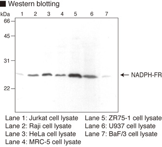 GHBP / BLVRB Antibody