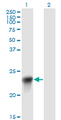 GHBP / BLVRB Antibody - Western Blot analysis of BLVRB expression in transfected 293T cell line by BLVRB monoclonal antibody (M09), clone 2F4.Lane 1: BLVRB transfected lysate(22.1 KDa).Lane 2: Non-transfected lysate.