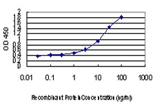 GHBP / BLVRB Antibody - Detection limit for recombinant GST tagged BLVRB is approximately 0.03 ng/ml as a capture antibody.
