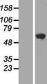 GHDC Protein - Western validation with an anti-DDK antibody * L: Control HEK293 lysate R: Over-expression lysate