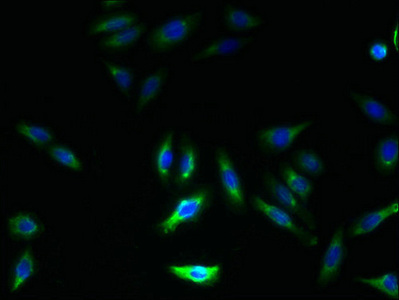 GHITM Antibody - Immunofluorescent analysis of HepG2 cells using GHITM Antibody at dilution of 1:100 and Alexa Fluor 488-congugated AffiniPure Goat Anti-Rabbit IgG(H+L)