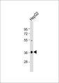GHITM Antibody - Anti-GHITM Antibody at 1:1000 dilution + HepG2 whole cell lysate Lysates/proteins at 20 ug per lane. Secondary Goat Anti-Rabbit IgG, (H+L), Peroxidase conjugated at 1:10000 dilution. Predicted band size: 37 kDa. Blocking/Dilution buffer: 5% NFDM/TBST.