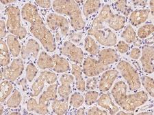 GHITM Antibody - Immunochemical staining of human GHITM in human kidney with rabbit polyclonal antibody at 1:500 dilution, formalin-fixed paraffin embedded sections.