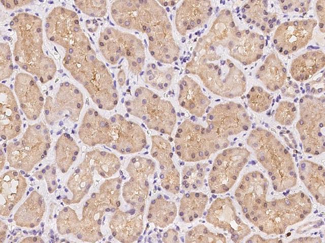 GHITM Antibody - Immunochemical staining of human GHITM in human kidney with rabbit polyclonal antibody at 1:500 dilution, formalin-fixed paraffin embedded sections.