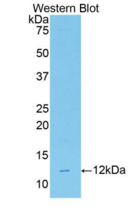 Ghrelin Antibody - Western blot of recombinant GHRL / Ghrelin.  This image was taken for the unconjugated form of this product. Other forms have not been tested.
