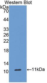 Ghrelin Antibody - Western Blot; Sample: Recombinant protein.