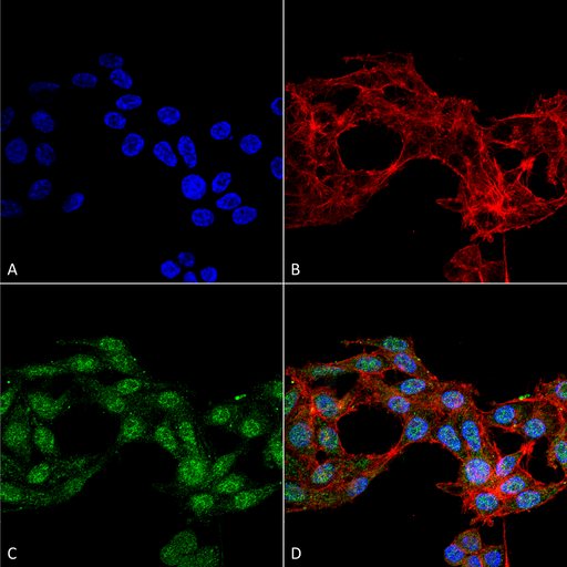 Ghrelin Antibody - Immunocytochemistry/Immunofluorescence analysis using Rabbit Anti-Ghrelin Polyclonal Antibody. Tissue: Colon carcinoma cell line (RKO). Species: Human. Fixation: 4% Formaldehyde for 15 min at RT. Primary Antibody: Rabbit Anti-Ghrelin Polyclonal Antibody  at 1:100 for 60 min at RT. Secondary Antibody: Goat Anti-Rabbit ATTO 488 at 1:100 for 60 min at RT. Counterstain: Phalloidin Texas Red F-Actin stain; DAPI (blue) nuclear stain at 1:1000, 1:5000 for 60 min at RT, 5 min at RT. Localization: Cytoplasmic. Magnification: 60X. (A) DAPI nuclear stain. (B) Phalloidin Texas Red F-Actin stain. (C) Ghrelin Antibody. (D) Composite.