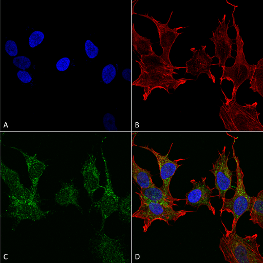 Ghrelin Antibody - Immunocytochemistry/Immunofluorescence analysis using Rabbit Anti-Ghrelin Polyclonal Antibody. Tissue: Neuroblastoma cell line (SK-N-BE). Species: Human. Fixation: 4% Formaldehyde for 15 min at RT. Primary Antibody: Rabbit Anti-Ghrelin Polyclonal Antibody  at 1:100 for 60 min at RT. Secondary Antibody: Goat Anti-Rabbit ATTO 488 at 1:100 for 60 min at RT. Counterstain: Phalloidin Texas Red F-Actin stain; DAPI (blue) nuclear stain at 1:1000, 1:5000 for 60 min at RT, 5 min at RT. Localization: Cytoplasmic. Magnification: 60X. (A) DAPI nuclear stain. (B) Phalloidin Texas Red F-Actin stain. (C) Ghrelin Antibody. (D) Composite.