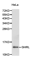 Ghrelin Antibody - Western blot of extracts of HeLa cell lines, using GHRL antibody.