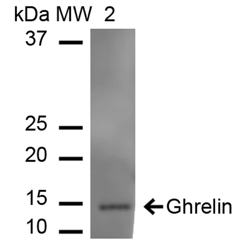 Ghrelin Antibody - Western blot analysis of Rat Pancreas showing detection of ~12.9 kDa Ghrelin protein using Rabbit Anti-Ghrelin Polyclonal Antibody. Lane 1: Molecular Weight Ladder (MW). Lane 2: Rat Pancreas cell lysates. Load: 15 µg. Block: 5% Skim Milk in 1X TBST. Primary Antibody: Rabbit Anti-Ghrelin Polyclonal Antibody  at 1:1000 for 60 min at RT. Secondary Antibody: Goat Anti-Rabbit IgG: HRP at 1:2000 for 60 min at RT. Color Development: ECL solution for 6 min in RT. Predicted/Observed Size: ~12.9 kDa.