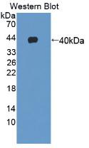 GHRH Antibody