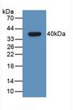 GHRH Antibody