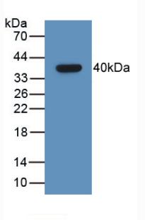 GHRH Antibody