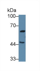 GHRHR Antibody - Western Blot; Sample: Human 293T cell lysate; Primary Ab: 3µg/ml Rabbit Anti-Human GHRHR Antibody Second Ab: 0.2µg/mL HRP-Linked Caprine Anti-Rabbit IgG Polyclonal Antibody