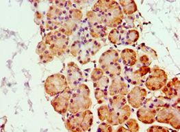 GHRL / Ghrelin Preproprotein Antibody - Immunohistochemistry of paraffin-embedded human pancreas using antibody at 1:100 dilution.
