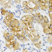 GHRL / Ghrelin Preproprotein Antibody - Immunohistochemistry of paraffin-embedded human stomach using GHRL antibody at dilution of 1:100 (40x lens).