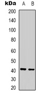 GHSR / Ghrelin Receptor Antibody - Western blot analysis of Ghrelin Receptor expression in Jurkat (A); rat liver (B) whole cell lysates.