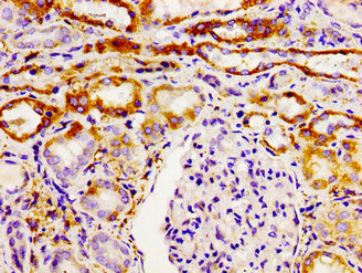 GHSR / Ghrelin Receptor Antibody - Immunohistochemistry image of paraffin-embedded human kidney tissue at a dilution of 1:100
