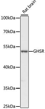 GHSR / Ghrelin Receptor Antibody - Western blot analysis of extracts of rat brain using GHSR Polyclonal Antibody at dilution of 1:1000.