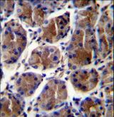 GIF / Intrinsic Factor Antibody - GIF Antibody immunohistochemistry of formalin-fixed and paraffin-embedded human stomach tissue followed by peroxidase-conjugated secondary antibody and DAB staining.