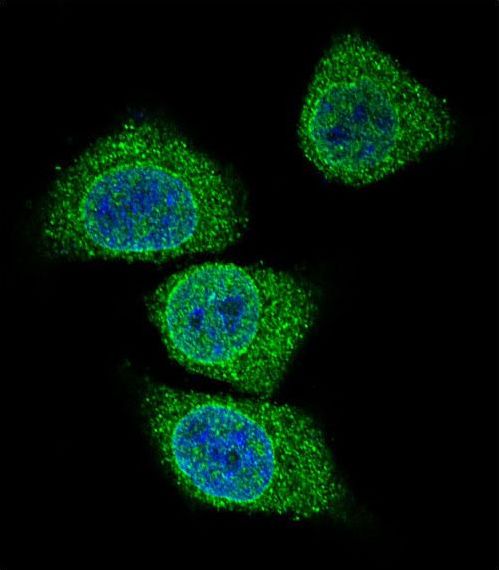 GIF / Intrinsic Factor Antibody - Confocal immunofluorescence of GIF Antibody with 293 cell followed by Alexa Fluor 488-conjugated goat anti-rabbit lgG (green). DAPI was used to stain the cell nuclear (blue).