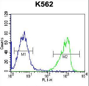 GIF / Intrinsic Factor Antibody - GIF Antibody flow cytometry of K562 cells (right histogram) compared to a negative control cell (left histogram). FITC-conjugated goat-anti-rabbit secondary antibodies were used for the analysis.