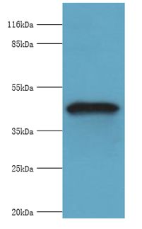 GIF / Intrinsic Factor Antibody - Western blot. All lanes: Gastric intrinsic factor antibody at 2 ug/ml+mouse Stomach tissue. Secondary antibody: goat polyclonal to rabbit at 1:10000 dilution. Predicted band size: 45 kDa. Observed band size: 45 kDa.