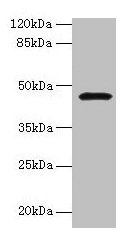 GIF / Intrinsic Factor Antibody - Western blot All lanes: Gastric intrinsic factor antibody at 2µg/ml + Mouse Stomach tissue Secondary Goat polyclonal to rabbit IgG at 1/10000 dilution Predicted band size: 46, 43 kDa Observed band size: 46 kDa