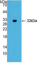 GIF / Intrinsic Factor Antibody - Western Blot; Sample: Recombinant GIF, Mouse.