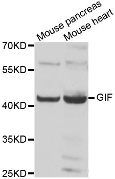 GIF / Intrinsic Factor Antibody - Western blot analysis of extracts of various cell lines.