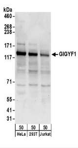 GIGYF1 Antibody - Detection of Human GIGYF1 by Western Blot. Samples: Whole cell lysate (50 ug) from HeLa, 293T, and Jurkat cells. Antibodies: Affinity purified rabbit anti-GIGYF1 antibody used for WB at 0.4 ug/ml. Detection: Chemiluminescence with an exposure time of 10 seconds.
