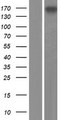 GIGYF2 Protein - Western validation with an anti-DDK antibody * L: Control HEK293 lysate R: Over-expression lysate