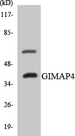 GIMAP4 Antibody - Western blot analysis of the lysates from COLO205 cells using GIMAP4 antibody.