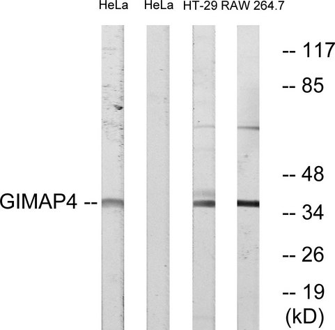 GIMAP4 Antibody - Western blot analysis of lysates from HeLa, HT-29, and RAW264.7 cells, using GIMAP4 Antibody. The lane on the right is blocked with the synthesized peptide.