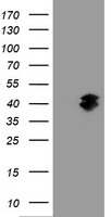 GIMAP4 Antibody - HEK293T cells were transfected with the pCMV6-ENTRY control (Left lane) or pCMV6-ENTRY GIMAP4 (Right lane) cDNA for 48 hrs and lysed. Equivalent amounts of cell lysates (5 ug per lane) were separated by SDS-PAGE and immunoblotted with anti-GIMAP4.