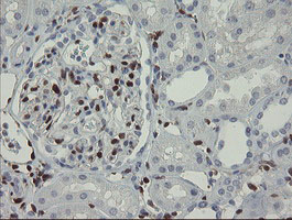 GIMAP4 Antibody - IHC of paraffin-embedded Human Kidney tissue using anti-GIMAP4 mouse monoclonal antibody.