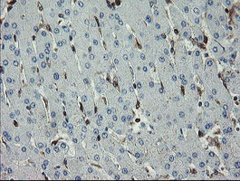 GIMAP4 Antibody - IHC of paraffin-embedded Human liver tissue using anti-GIMAP4 mouse monoclonal antibody.