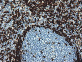 GIMAP4 Antibody - IHC of paraffin-embedded Human tonsil using anti-GIMAP4 mouse monoclonal antibody.