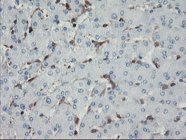 GIMAP4 Antibody - IHC of paraffin-embedded Human liver tissue using anti-GIMAP4 mouse monoclonal antibody. (Heat-induced epitope retrieval by 10mM citric buffer, pH6.0, 100C for 10min).