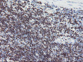 GIMAP4 Antibody - IHC of paraffin-embedded Human tonsil using anti-GIMAP4 mouse monoclonal antibody. (Heat-induced epitope retrieval by 10mM citric buffer, pH6.0, 100C for 10min).