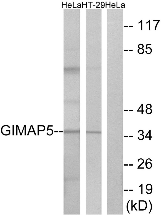 GIMAP5 Antibody - Western blot analysis of lysates from HeLa and HT-29 cells, using GIMAP5 Antibody. The lane on the right is blocked with the synthesized peptide.
