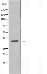 GIMAP5 Antibody - Western blot analysis of extracts of HeLa cells using GIMAP5 antibody.