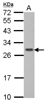 GIMAP6 Antibody - Sample (30 ug of whole cell lysate) A: MCF-7 12% SDS PAGE GIMAP6 antibody diluted at 1:1000