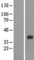 GIMAP7 Protein - Western validation with an anti-DDK antibody * L: Control HEK293 lysate R: Over-expression lysate