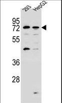 GIMAP8 Antibody - GIMAP8 Antibody western blot of 293,HepG2 cell line lysates (35 ug/lane). The GIMAP8 antibody detected the GIMAP8 protein (arrow).