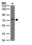 GIMAP8 Antibody - Sample (30g whole cell lysate). A:293T. 7.5% SDS PAGE. GIMAP8 antibody diluted at 1:1000